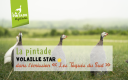 volaille star 