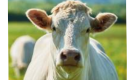 Une vache blanche vio