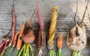 carottes 